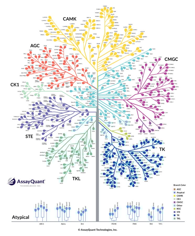 AssayQuant Kinome Tree Application Example